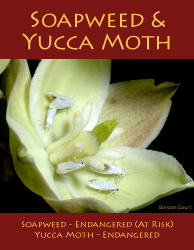 Soapweed Yucca Moth