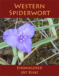 Western Spiderwort