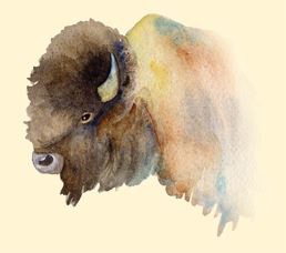 plain bison