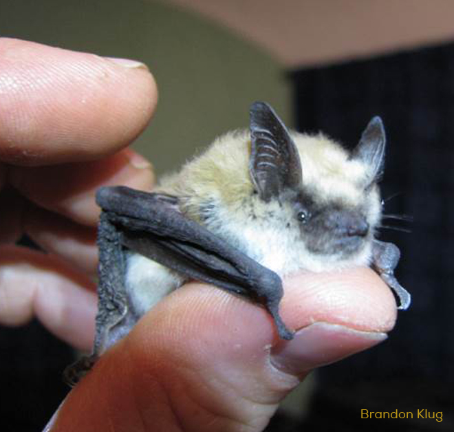 westernsmall-footed-bat