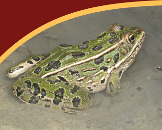 FAQ-leopard-frog