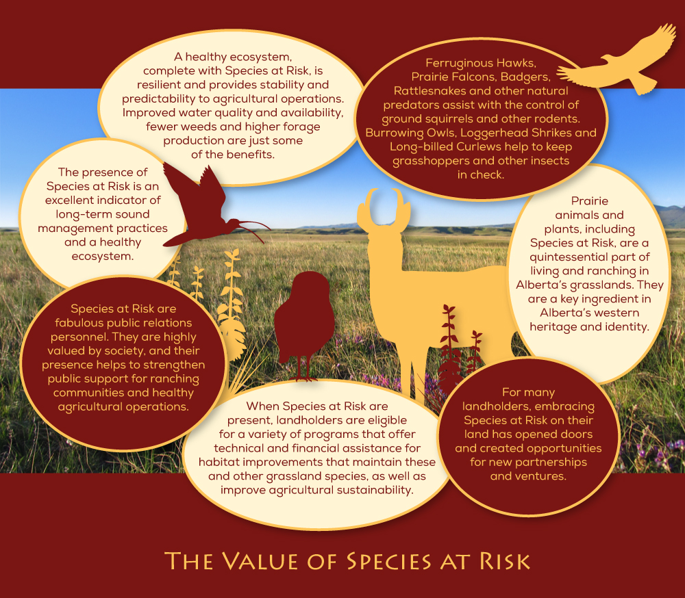 Value-of-Species-at-Risk-DIAGRAM