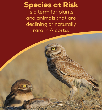 cBurrowing-owl-species-at-risk-text