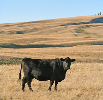 Black angus cow grassland