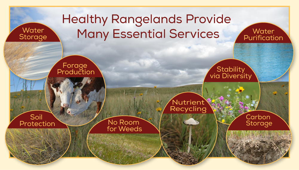 rangeland-services-DIAGRAM