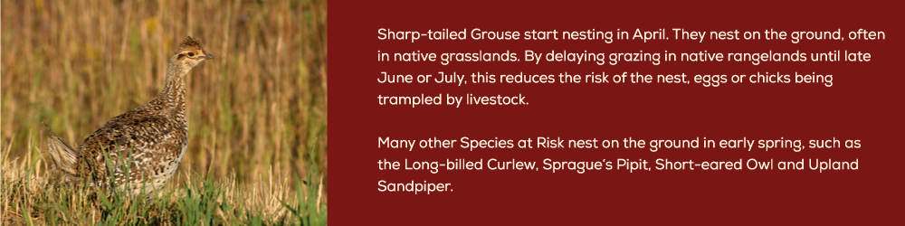 sharp-tailed-grouse-section
